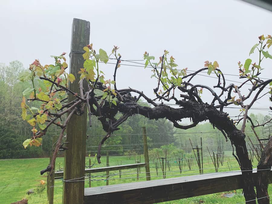Northeast Georgia’s Wineries Victorious Vintners