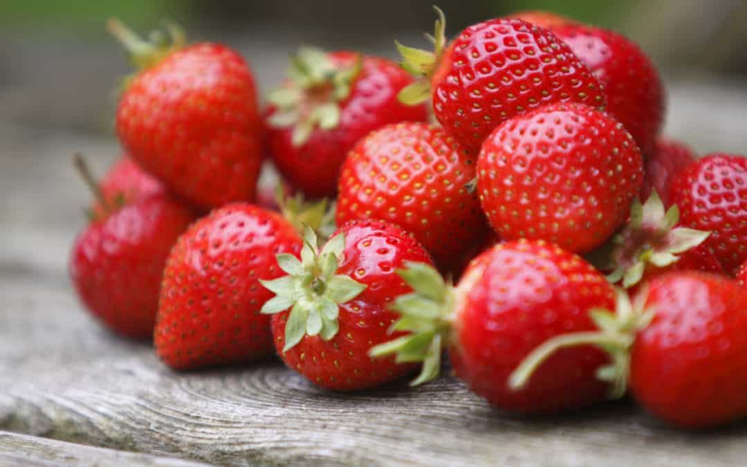 The Sweetest of Seasons: Georgia Farm Fresh Strawberries are Ripe for the Picking