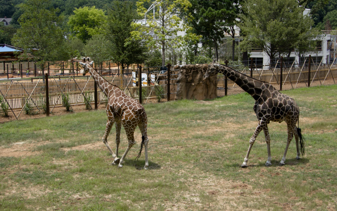 Zoo Atlanta to Reopen to the Public May 16