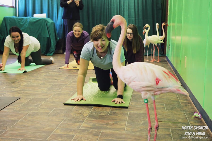 Yoga with Flamingos & Kangaroos