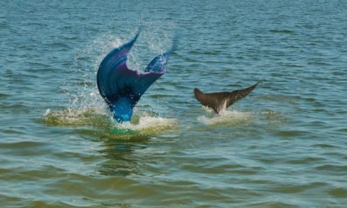 Mermaid Tours and Photos on HHI
