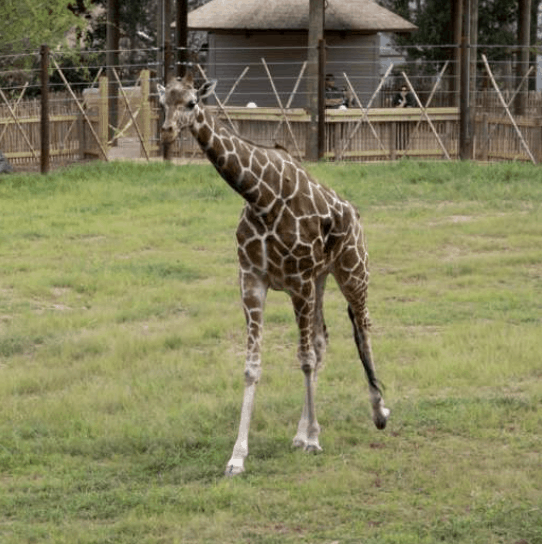 Giraffe Feeding Returns at Zoo Atlanta