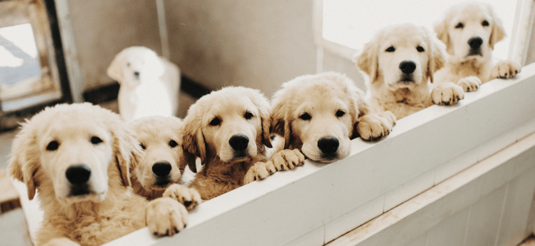 Spotlight: Canine Assistants