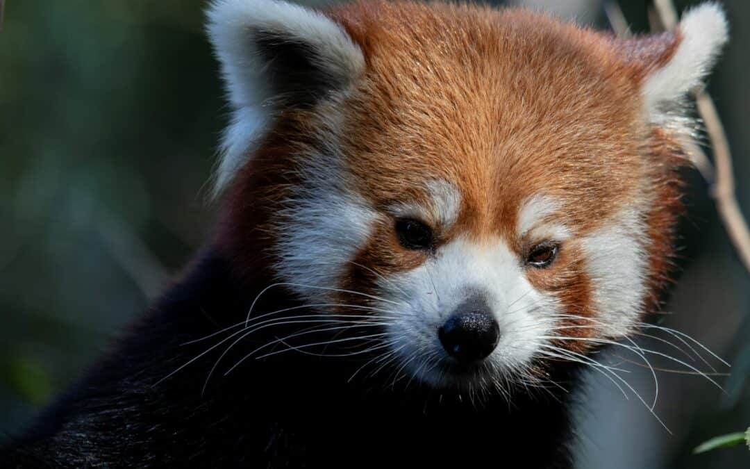 Zoo Atlanta Welcomes Jackie the Red Panda