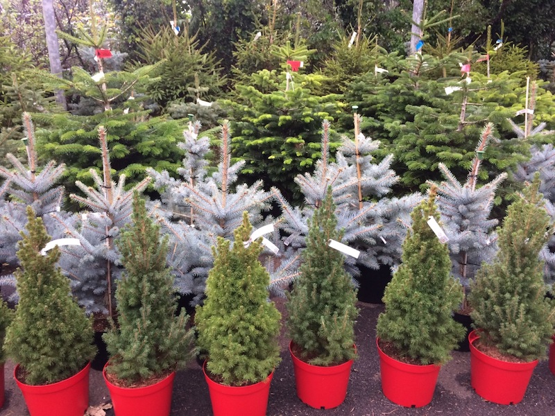 An Earth-Friendly Holiday: Plantable Christmas Trees