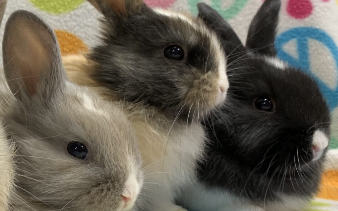 The Georgia House Rabbit Society Hops to It