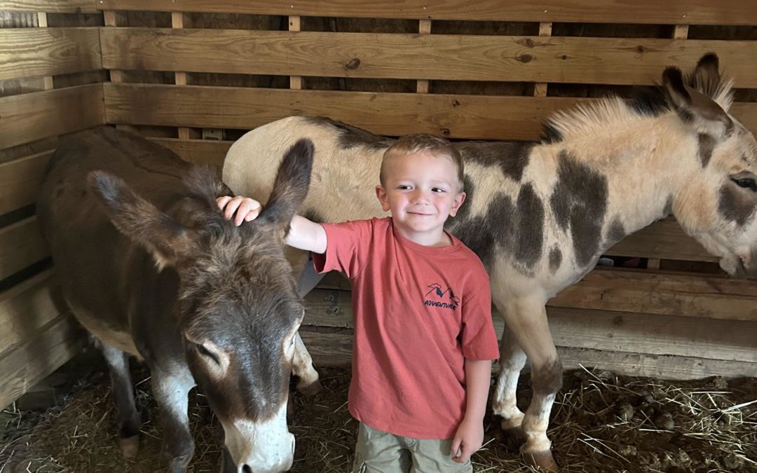 Dahlonega’s Healing Herds Sanctuary