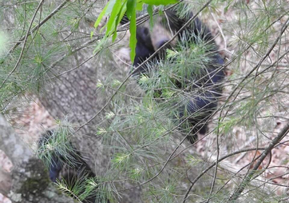 Friends of the Bears protects North Georgia’s Black Bear population￼